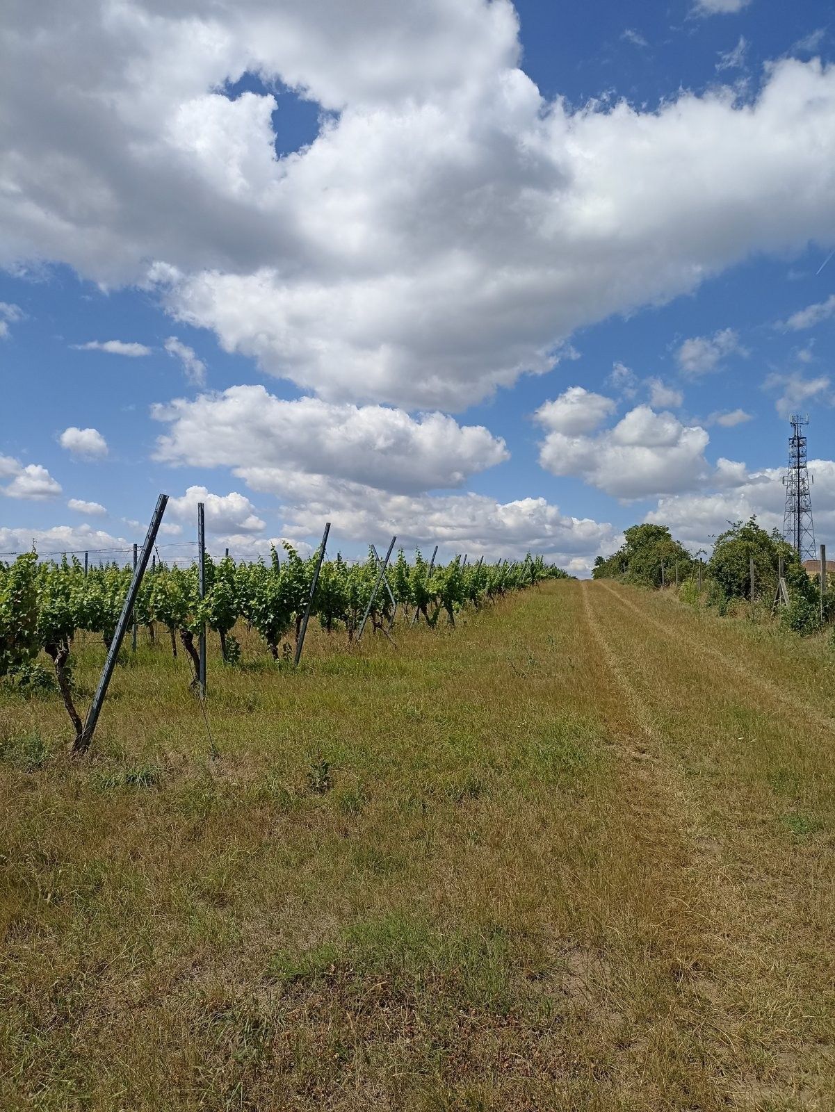 Pozemek · 13 493 m² · Starovice - 4