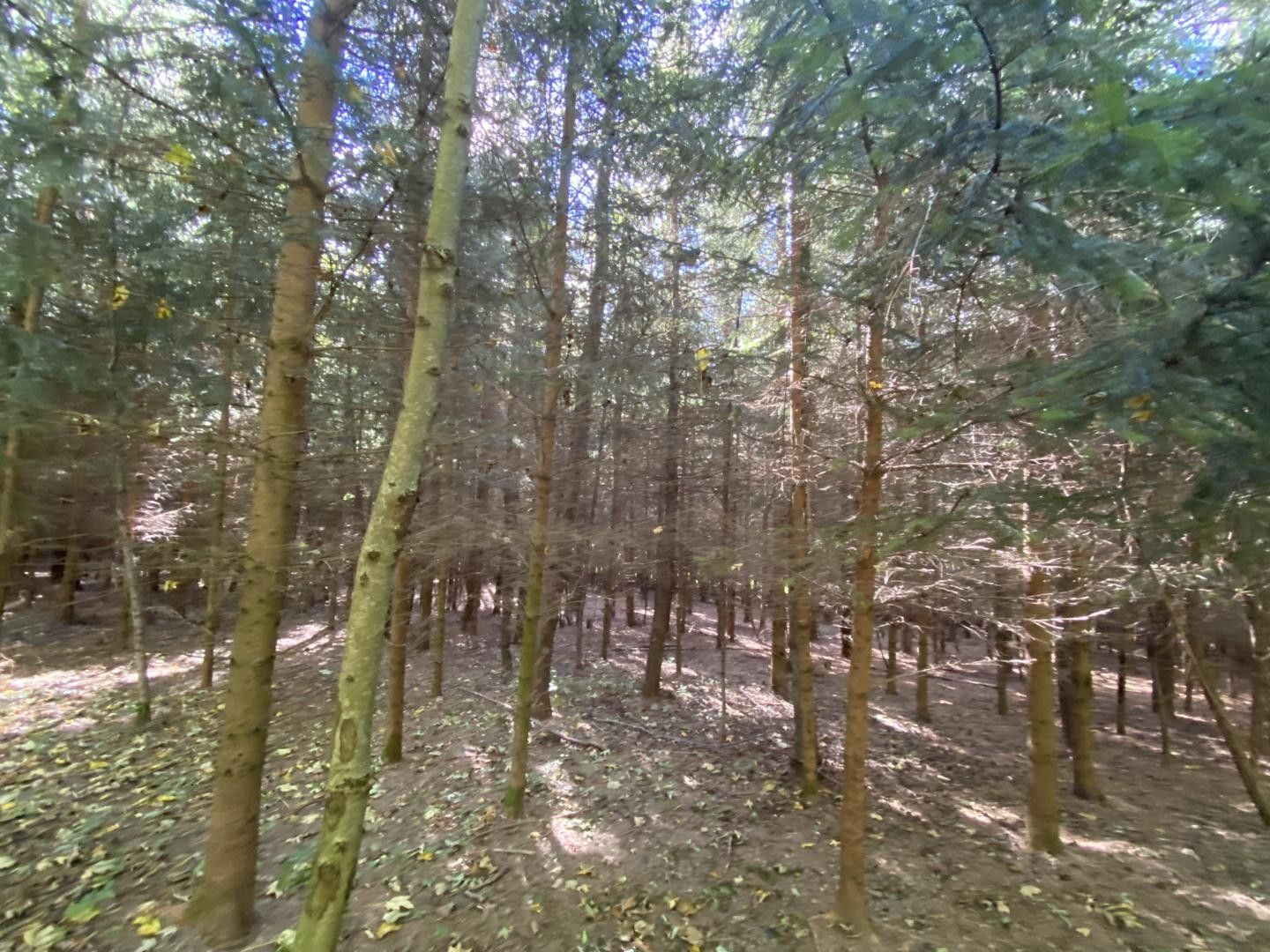 Prodej les - Horní Lánov, Lánov