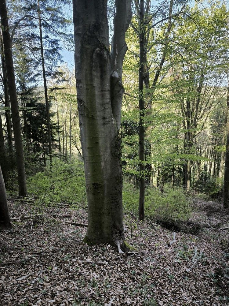 Prodej les - Nemojany, okres Vyškov - 5