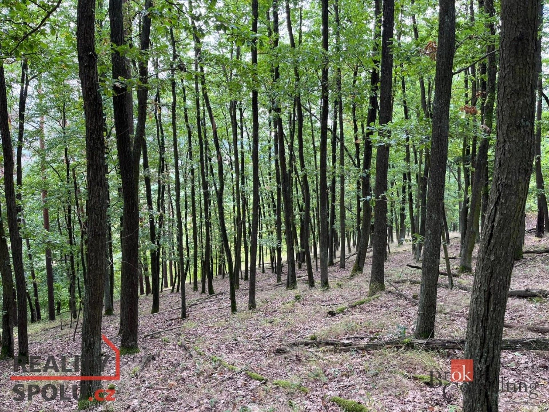 Prodej les - Lomnička, 8 887 m²