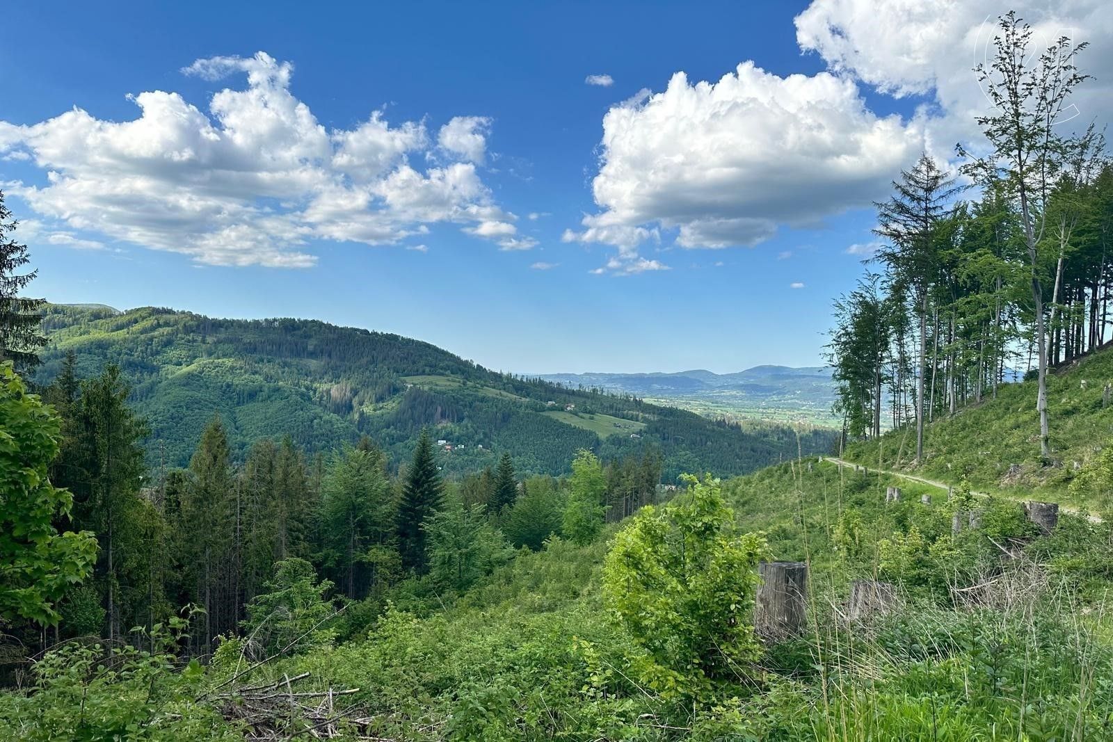 Prodej les - Dolní Lomná