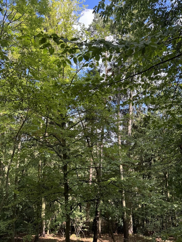 Prodej les - Vlkančice - 2