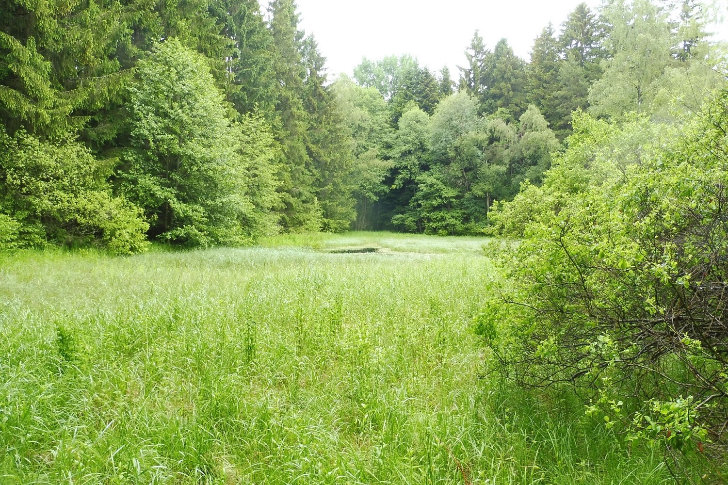 Les · Nová Bystřice - 3