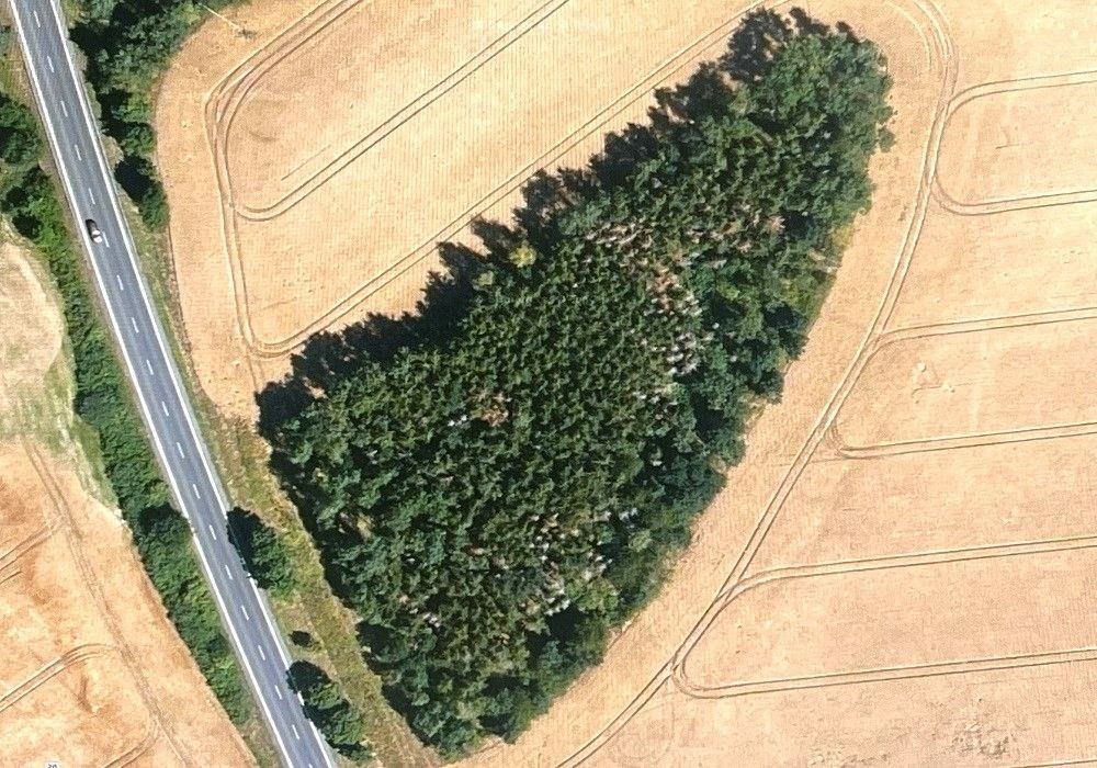 Prodej les - Draženov