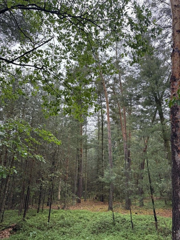 Les · Dobříč - Čivice, okres Plzeň-sever, Plzeňský kraj - 4
