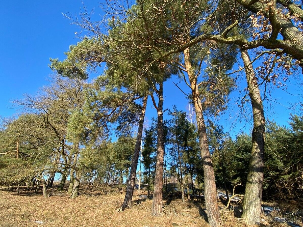 Pozemky pro bydlení, Holice v Čechách, 534 01