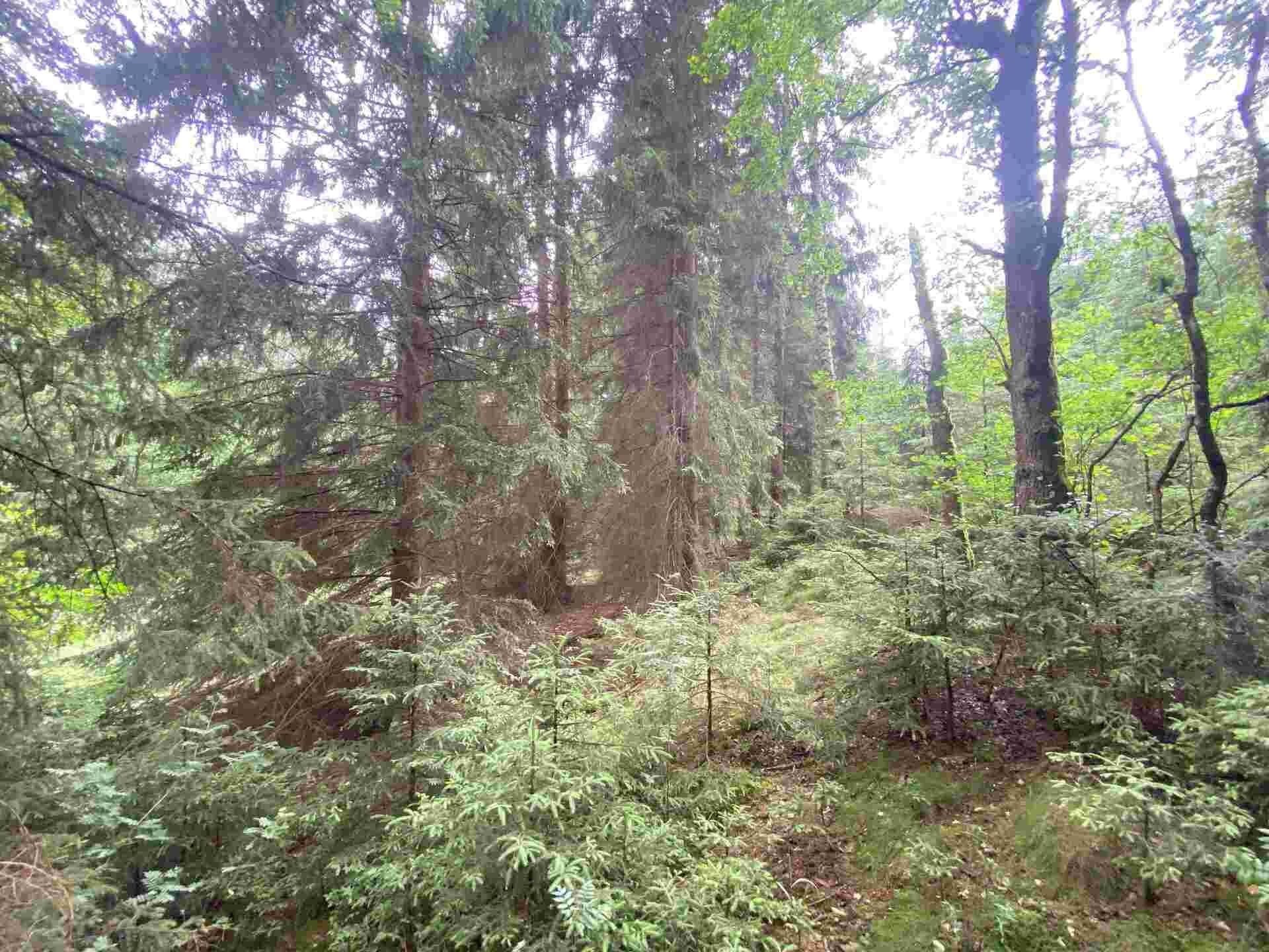 Zemědělské pozemky, Krásná, 1 440 m² - 1