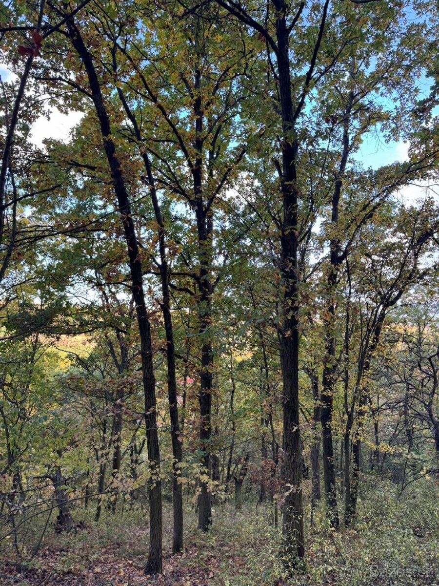 Pozemky pro bydlení, Louny, 440 01