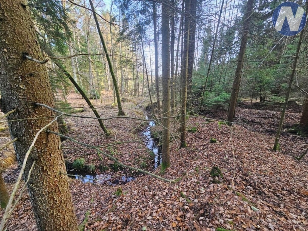 Prodej les - Borovany, 9 174 m² - 5