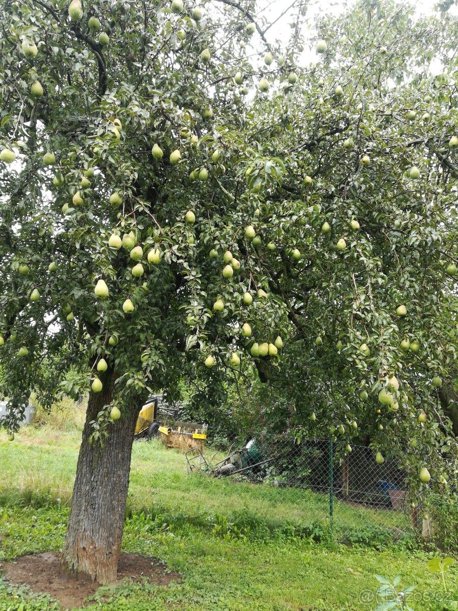 Pronájem zahrada - Zlín, 763 02