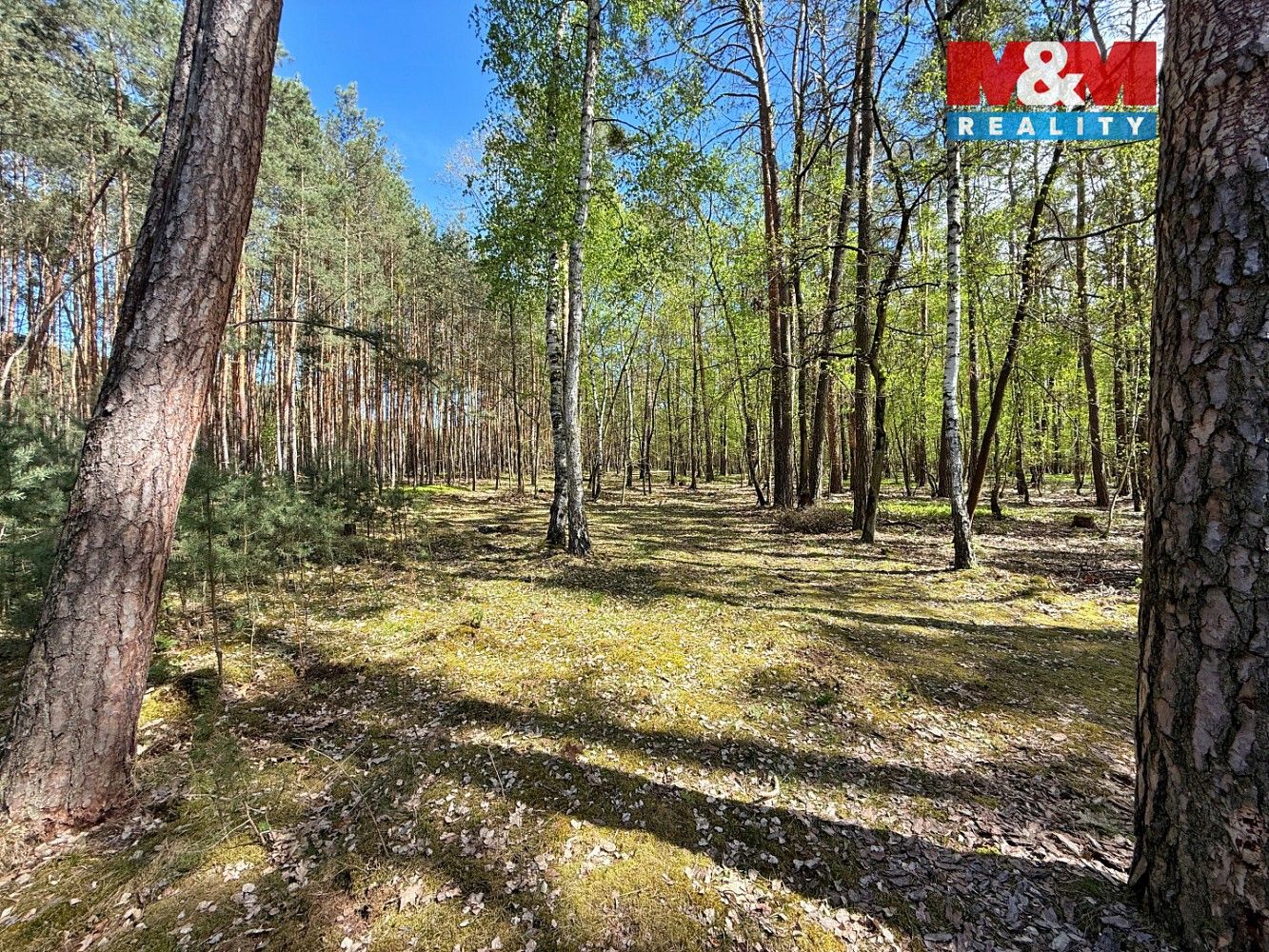Prodej les - Sadská, okres Nymburk - 5