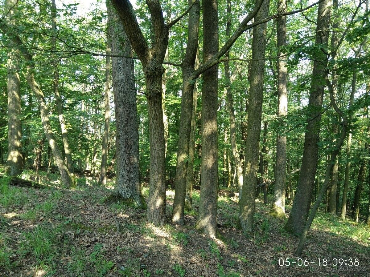 Prodej les - Uherské Hradiště, 686 01, 5 251 m²