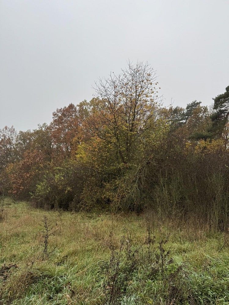 Prodej pozemek - Průhonice - Nýřany, okres Praha-západ, Středočeský kraj - 5