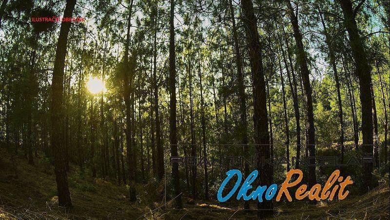 Prodej les - Kněžmost, okres Mladá Boleslav, Středočeský kraj - 2