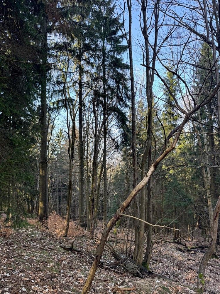Les · Proseč pod Ještědem - Milonice, okres Liberec, Liberecký kraj - 3