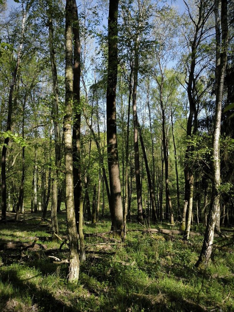 Lesy, Nebužely - Mikulášovice, okres Mělník, Středočeský kraj - 1