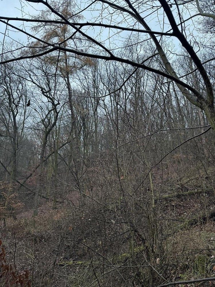 Les · Chuderov - Nýřany, okres Ústí nad Labem, Ústecký kraj - 3