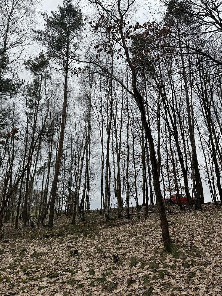 Les · Líšný - Potok, okres Jablonec nad Nisou, Liberecký kraj - 4