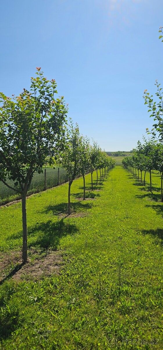 Prodej zahrada - Dolní Dunajovice, 691 85