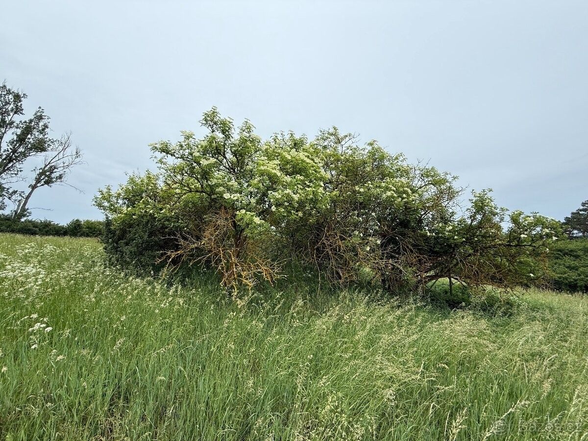 Zahrady, Uherčice u Znojma, 671 07 - 2