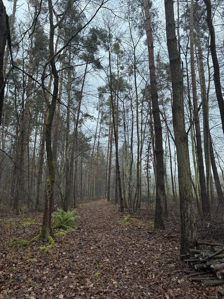 Lesy, Přelouč - Dolní Bělá, okres Pardubice, Pardubický kraj - 1