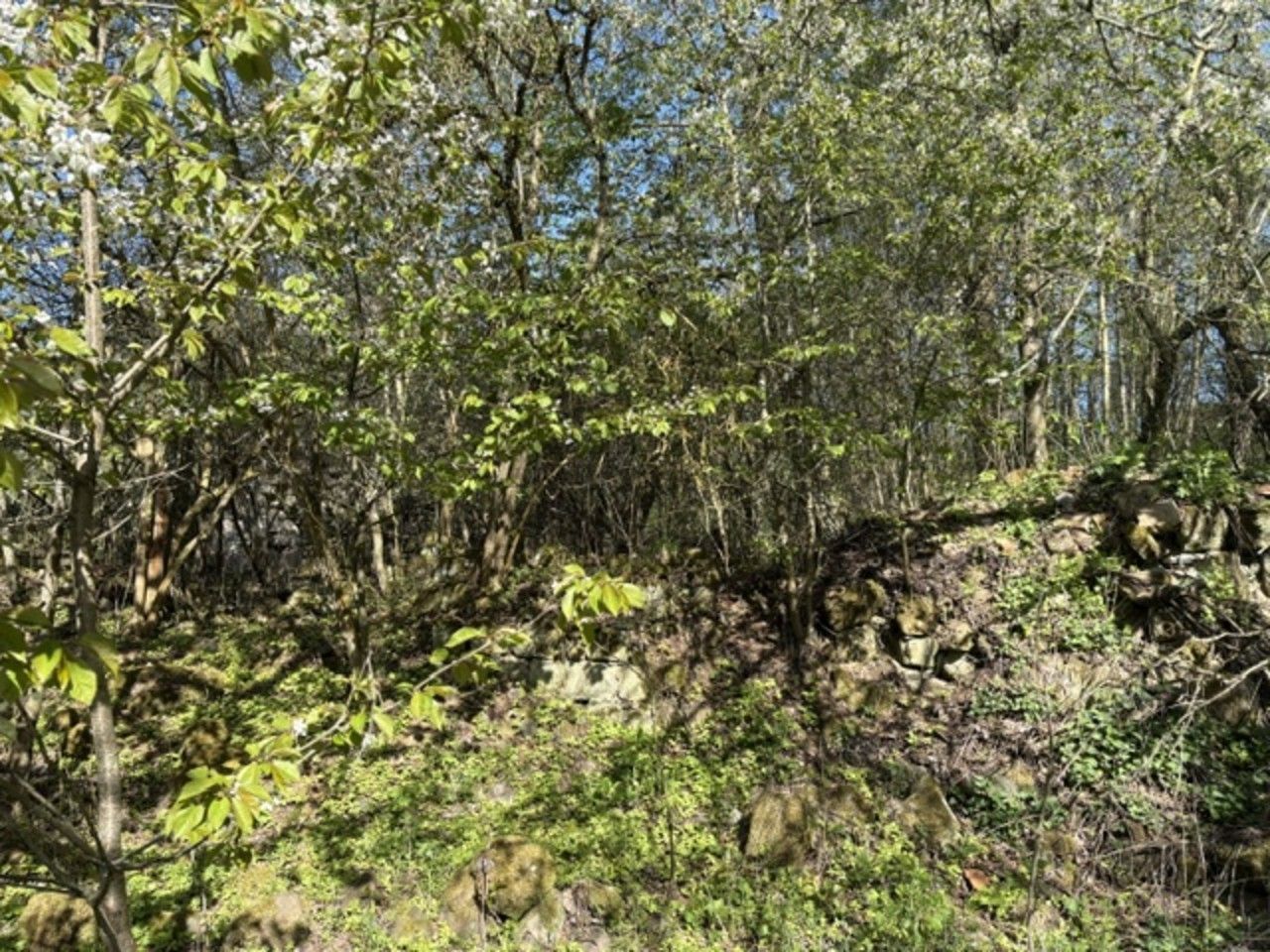 Prodej pozemek - Úštěk Konojedy, 7 898 m² - 5