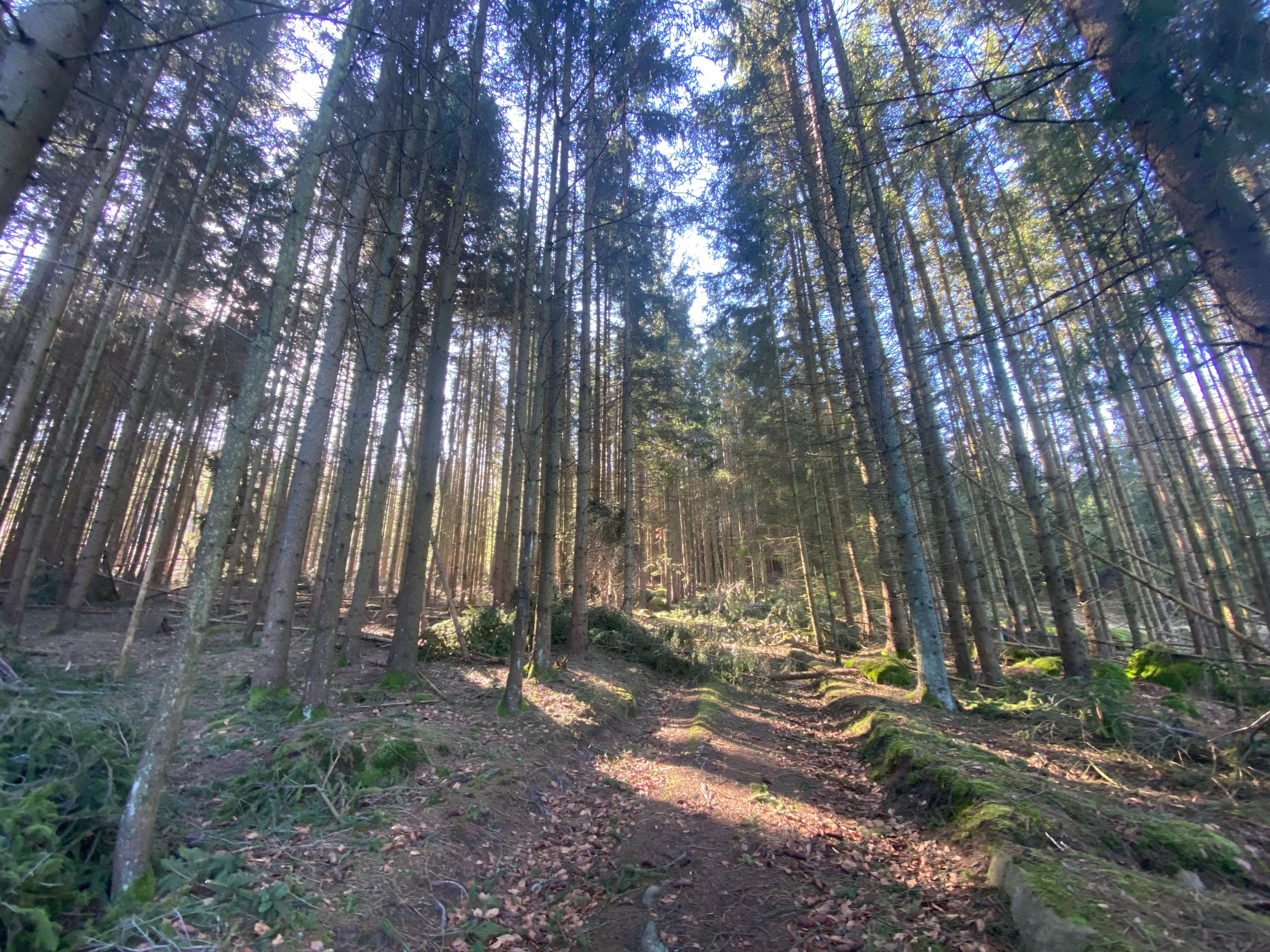 Prodej les - Křepiny, Řečice, 13 956 m²