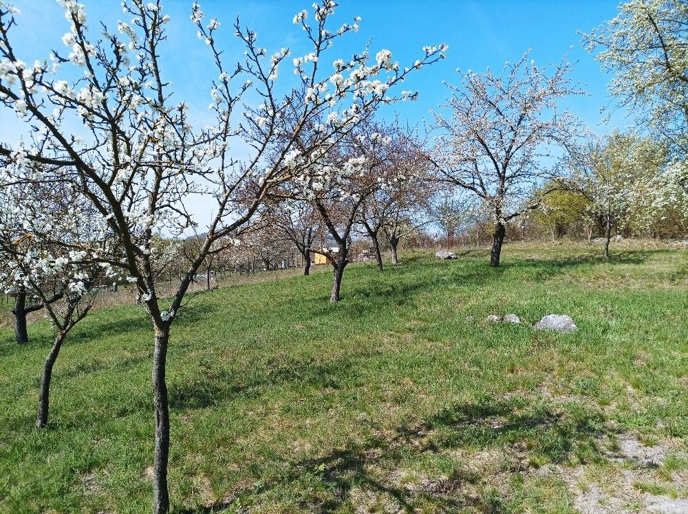 Zahrady, Mikulov na Moravě, 692 01, 1 848 m²