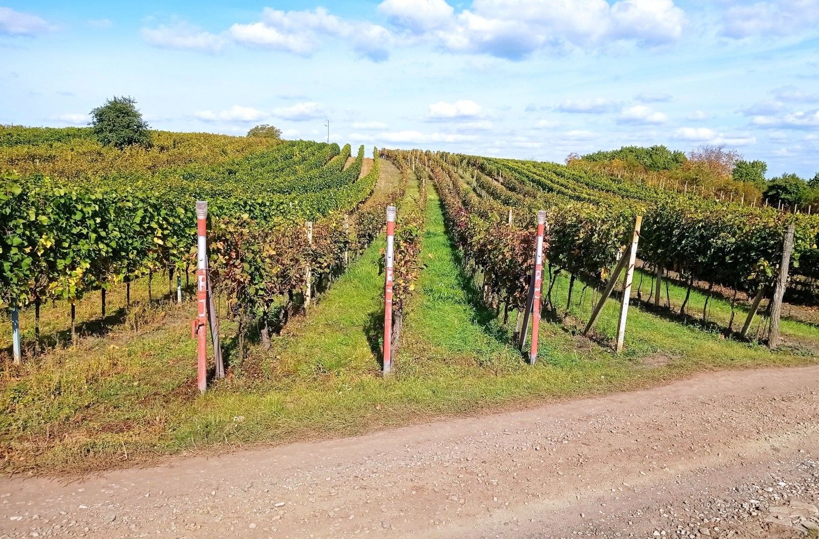 Prodej pozemek - Dolní Dunajovice, 867 m²