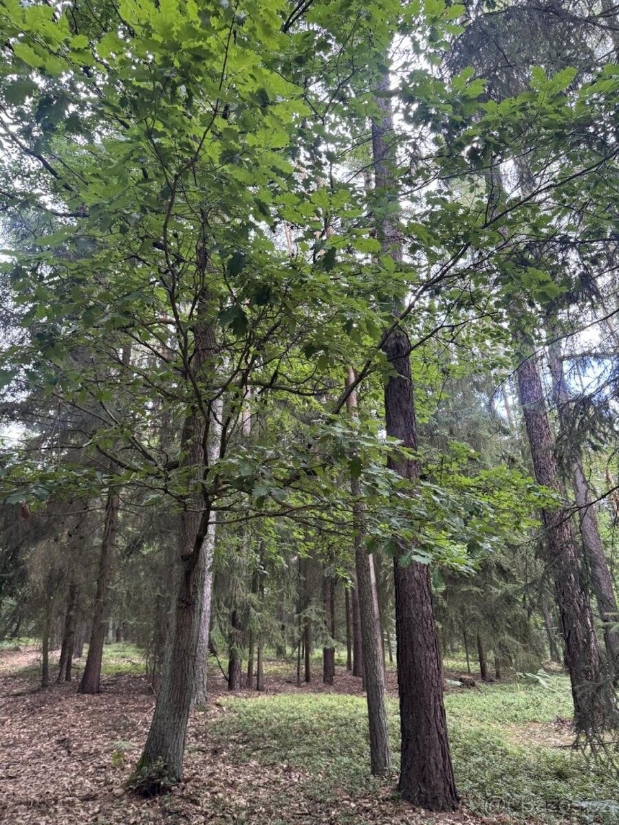 Pozemky pro bydlení, Lázně Bělohrad, 507 81 - 1