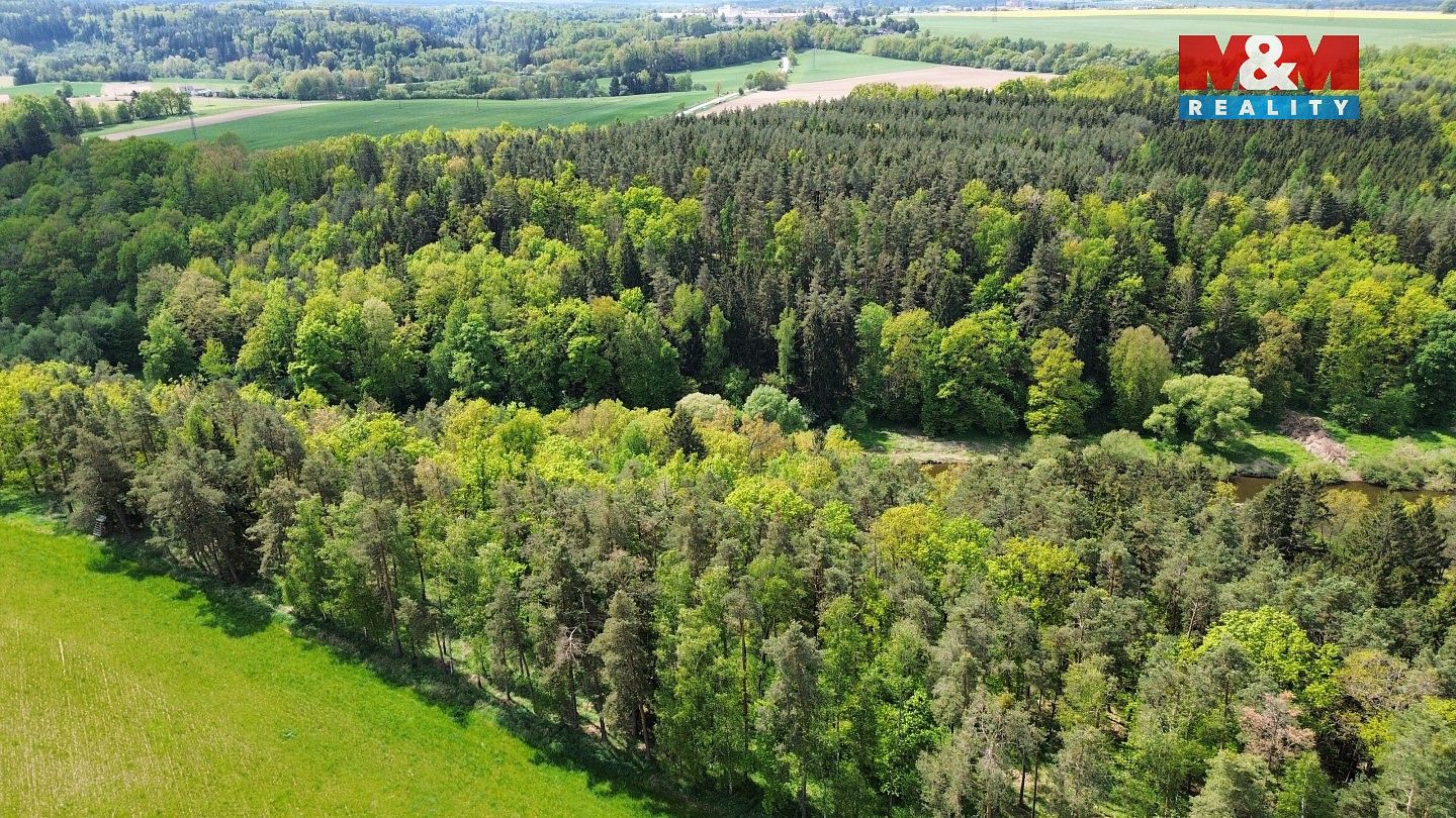 Les · Černýšovice, okres Tábor, Jihočeský kraj - 3