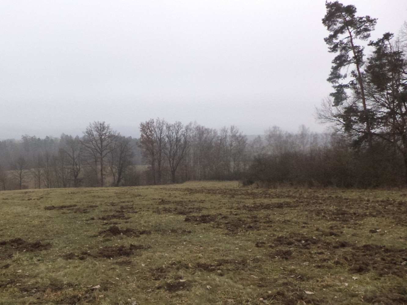 Prodej zemědělský pozemek - Zvěstov - 5