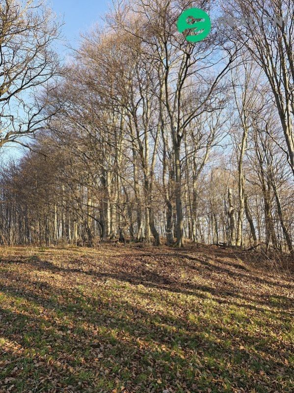 Prodej les - Semetín, Vsetín, 96 946 m²