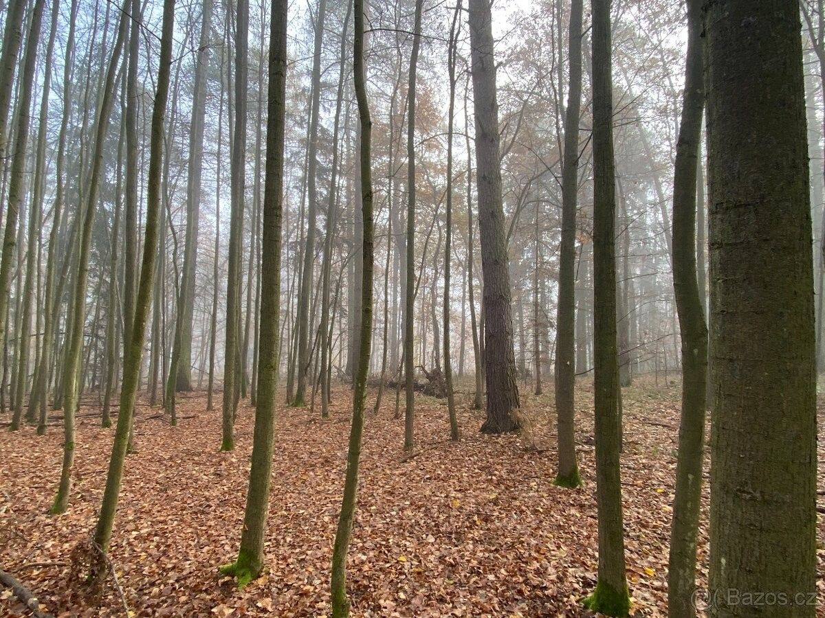 Prodej pozemek pro bydlení - Netvořice, 257 44