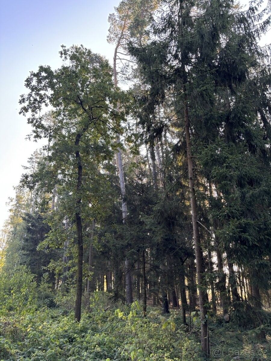 Prodej pozemek pro bydlení - Krásná Hora u Havlíčkova Brodu, 582 34