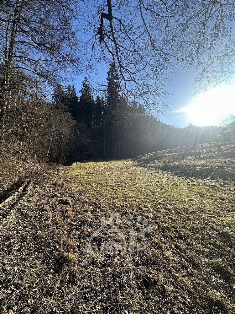Louka · Bozkov, okres Semily, Liberecký kraj - 3