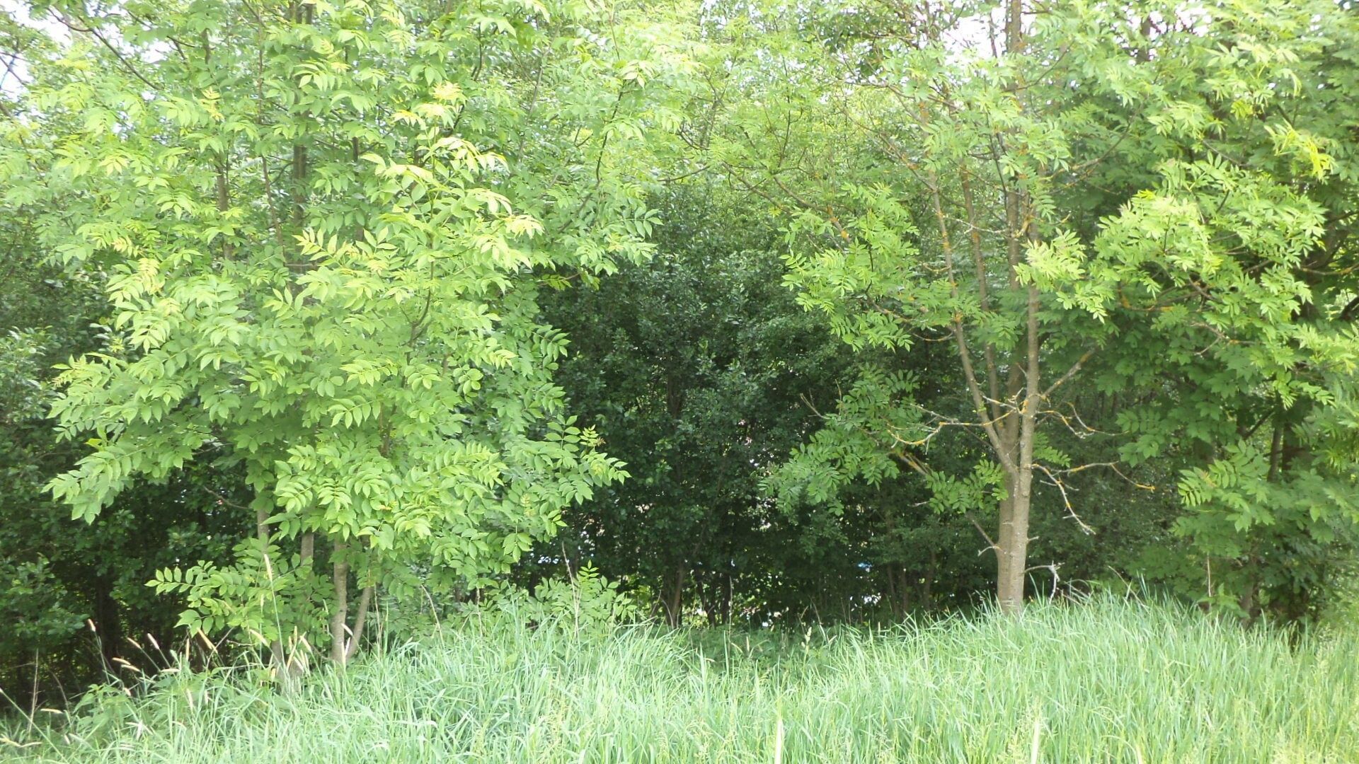 Pozemek pro bydlení · 1 135 m² · Pohledy Horní Hynčina - 4