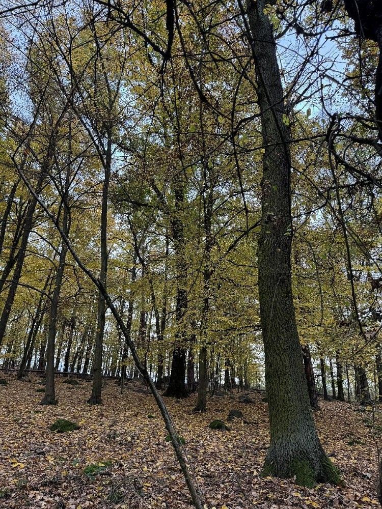 Les · Chleby - Podomí, okres Benešov, Středočeský kraj - 3
