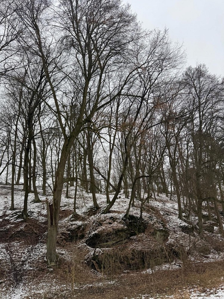 Les · Dolní Zimoř - Drnovice - 3