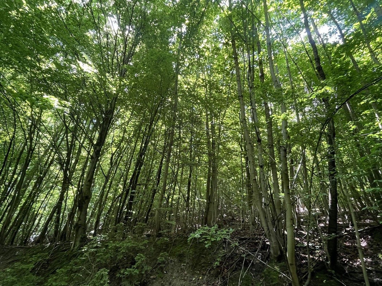 Prodej les - Odry, okres Nový Jičín, Moravskoslezský kraj - 5
