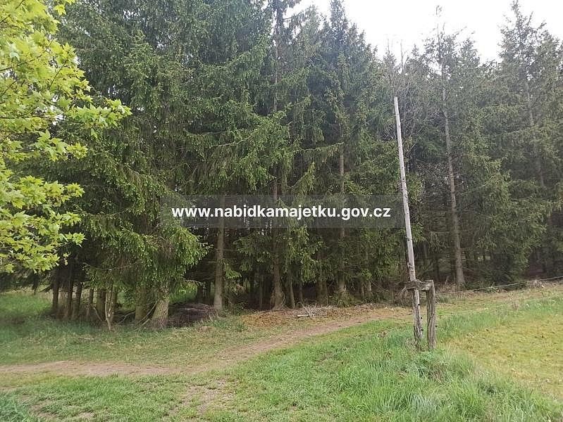 Les · Černošín, okres Tachov, Plzeňský kraj - 4