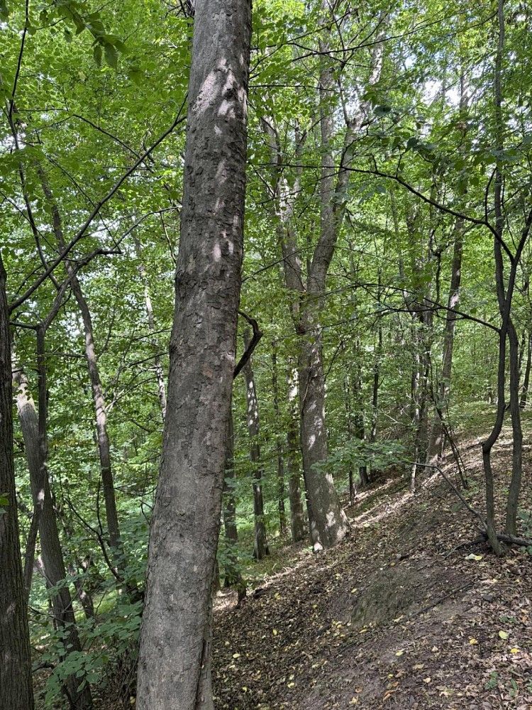 Prodej les - Nýřany, okres Plzeň-sever, Plzeňský kraj - 5