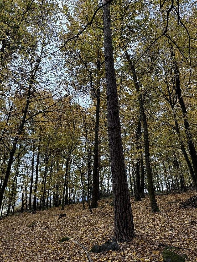 Prodej les - Chleby - Podomí, okres Benešov, Středočeský kraj - 5