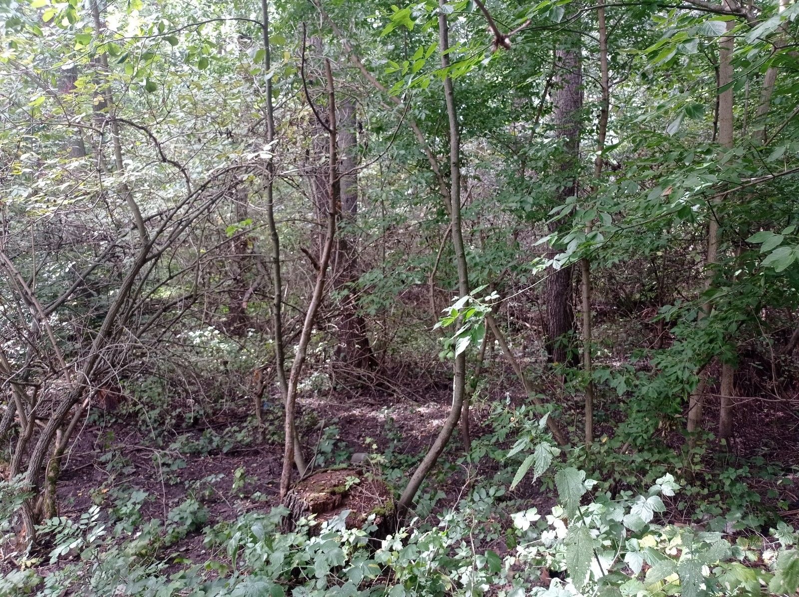 Prodej pozemek - Brod nad Dyjí, 6 724 m² - 5