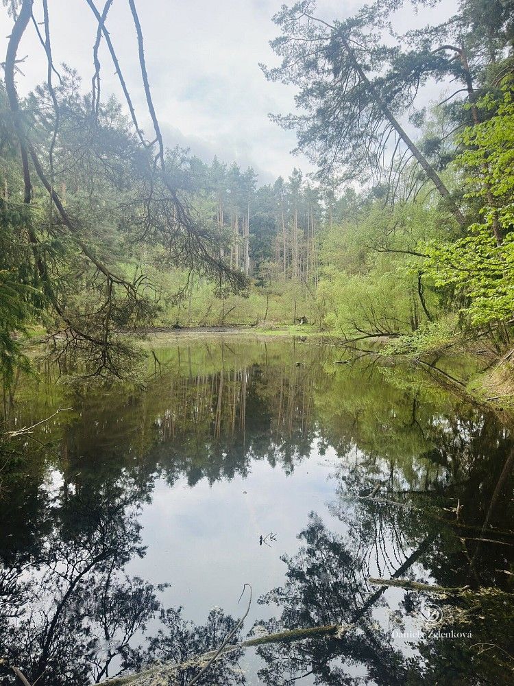 Louka · Čakov - Čakovec, okres České Budějovice, Jihočeský kraj - 3