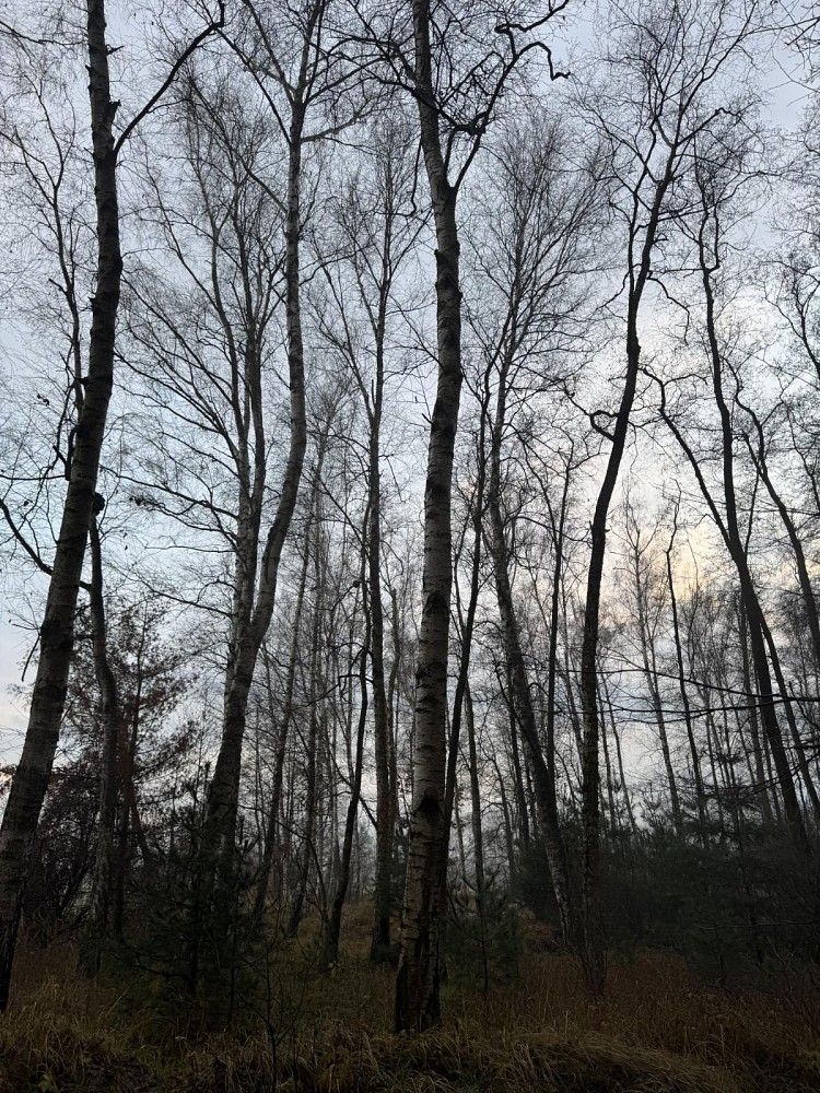 Lesy, Přelouč - Dolní Bělá, okres Pardubice, Pardubický kraj - 2