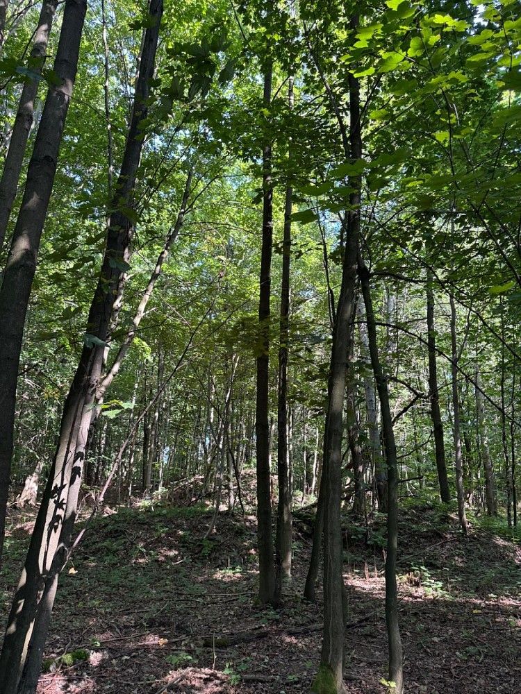 Prodej les - Liberk - Dolní Bělá, okres Rychnov nad Kněžnou, Královéhradecký kraj - 5