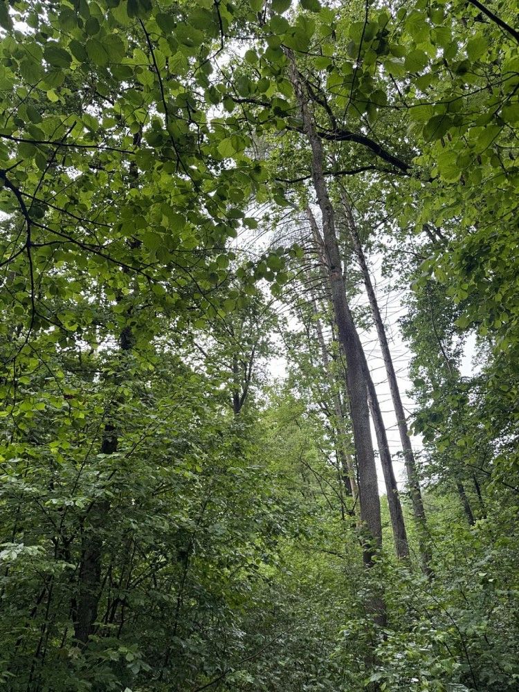 Lesy, Borek, okres Havlíčkův Brod, Kraj Vysočina - 2