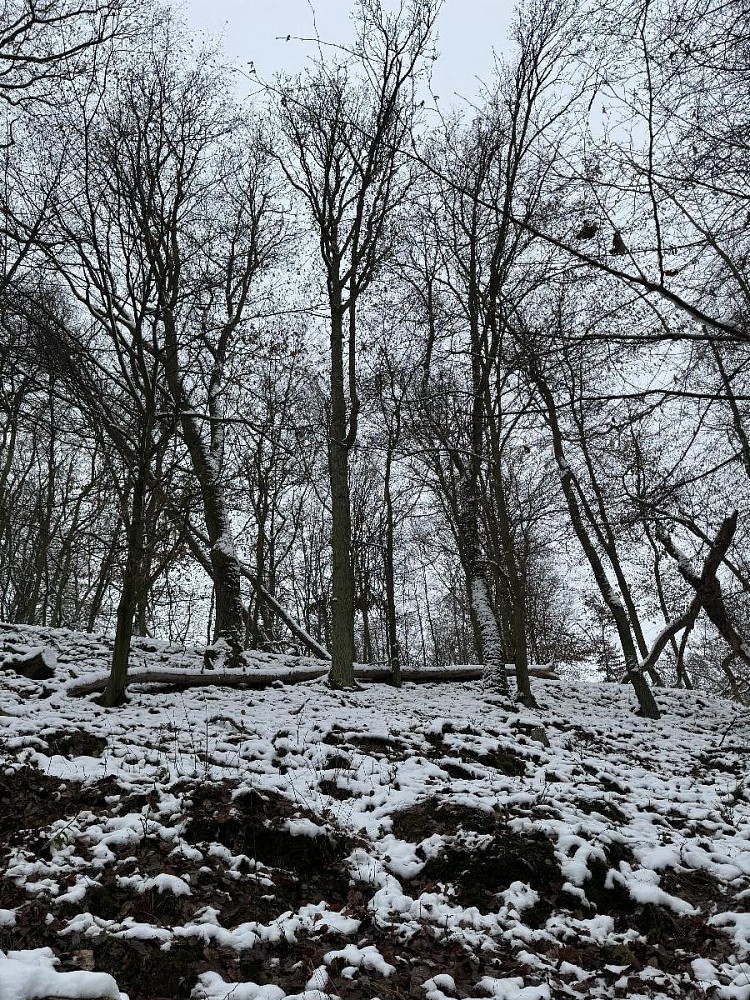 Les · Drnovice, okres Vyškov - 3