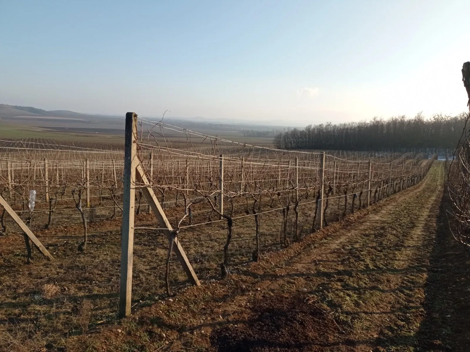 Ostatní